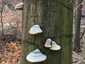 Bükkfa-tapló (Fomes fomentarius), Vértes